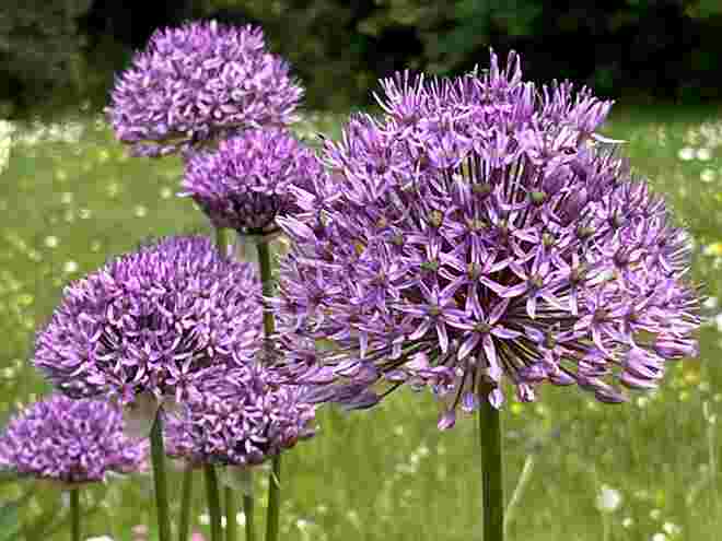 Gartenschmuck