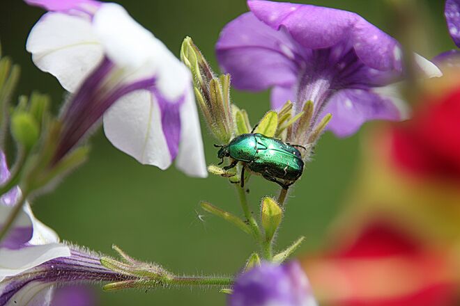 Schillernder Besucher auf Balkonien