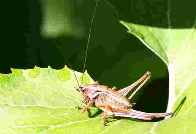 Langfühlerschrecke