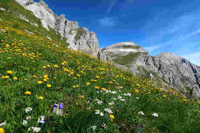 Blumenparadies 