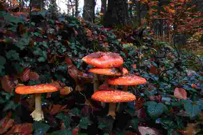 Glückspilze in Efeu und Herbstlaub