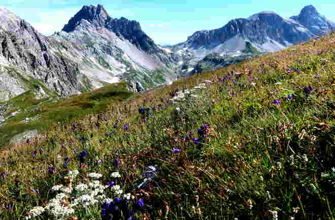 Farbenharmonische Flora am Berghang mit prächtiger Kulisse