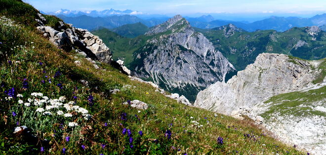 Über die prächtig blühende, blaue Eisenhut-Bergwiese geblickt 