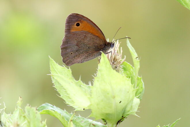 "großes Ochsenauge"