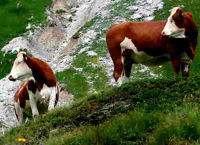 Ein aufmerksamer Blick 