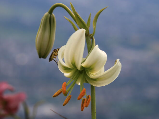 Weiße Türkenbundlilie