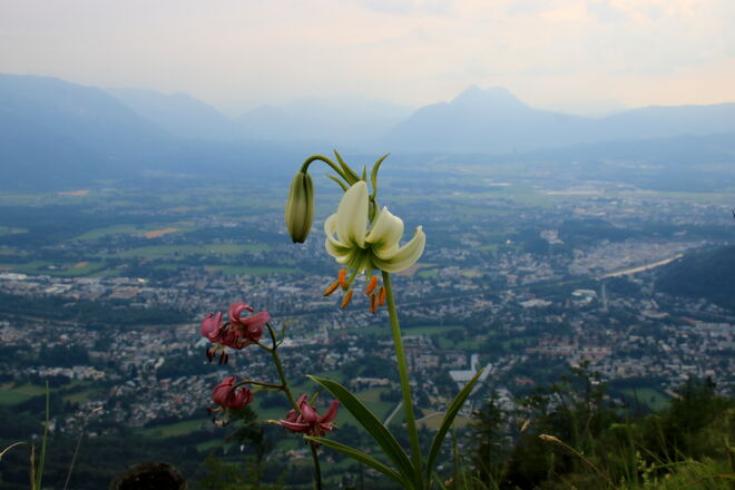 Weiße und rote Türkenbundlilie nebeneinander