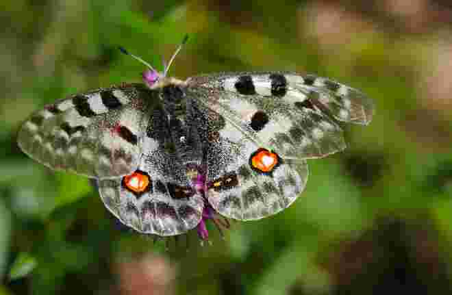 Ein Roter Apollofalter