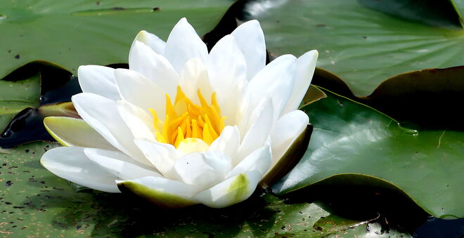 Die Blüte der Reinheit