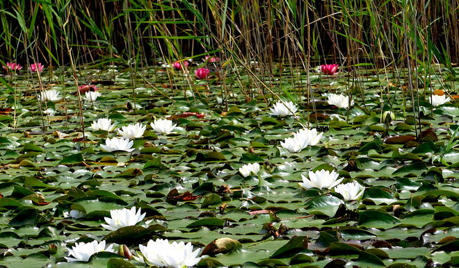 Rudern - mit dem Anblick eines paradiesischen Stückes auf dem See.