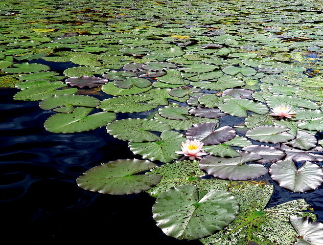 Herzensblätter der Seerosen im Glanz der Sonne