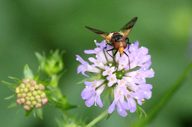 "Auf einer Skabiose"