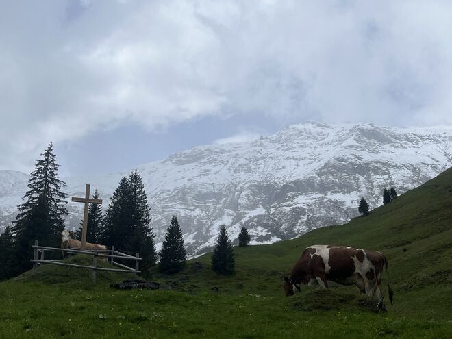 Schneereicher Beginn des Almsommers