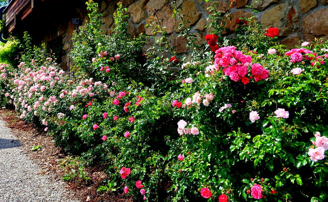 Überall blühen Rosen ....