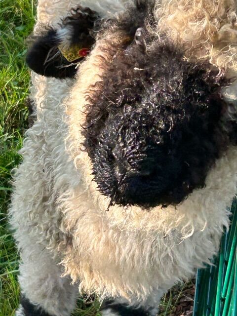 Zum knuddeln dieses Schaferl