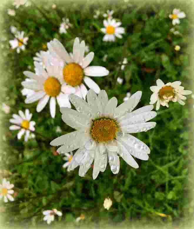 Margeriten im Regen..