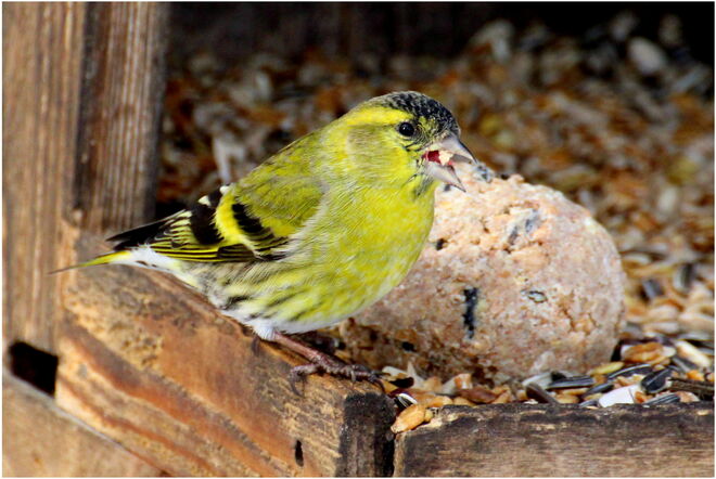 * Samstag ist Knödeltag ;-) *