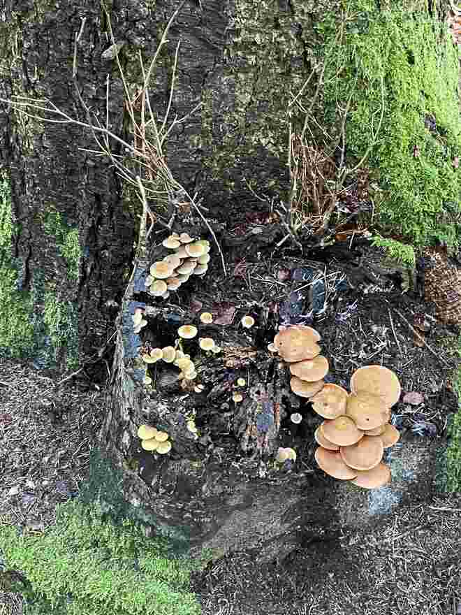 Schwammerldorf unterm Nadelbaum