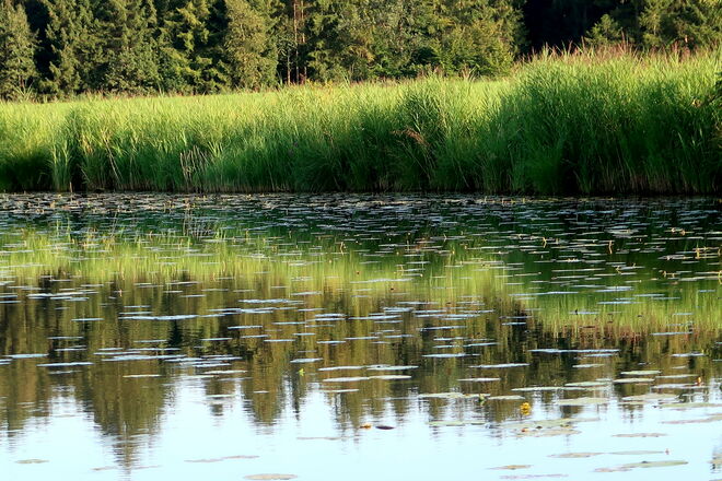 Schilfgürtel - Spiegel-Malerei