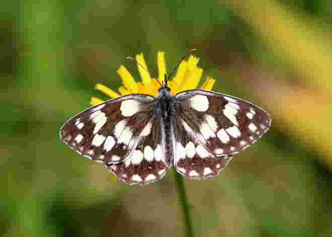 Schachbrettfalter