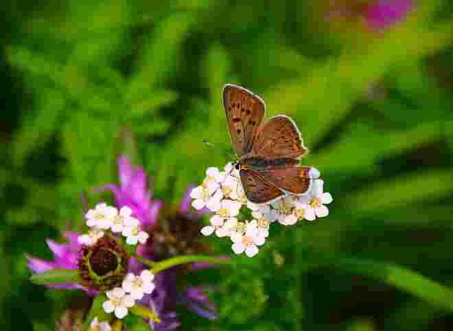 Bläulingsdame in der Blumenwiese
