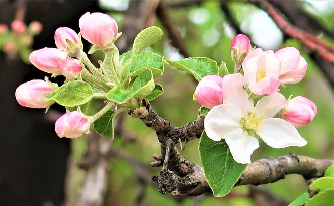 "die Bäume schlagen aus"