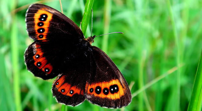 Weißbindiger Mohrenfalter