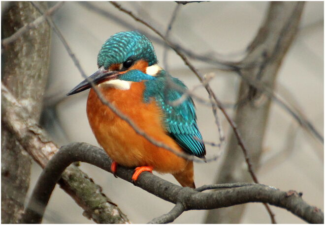 * Besuch bei einem alten Bekannten *