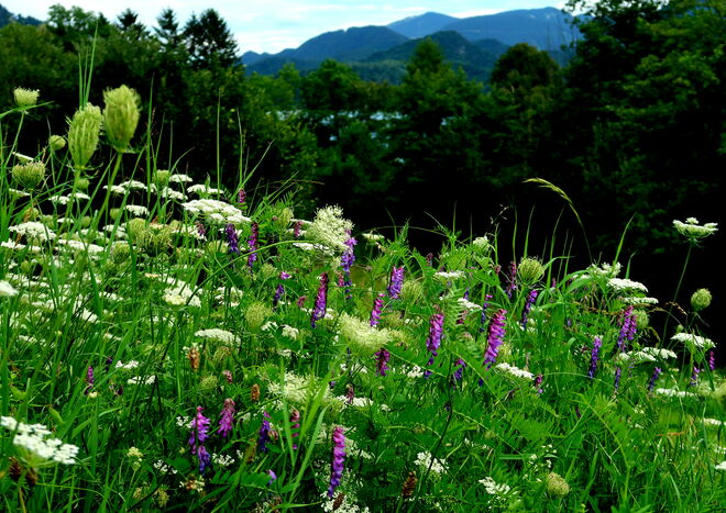Dieses hübsche Wiesenstück wurde vom Bauer nicht gemäht.