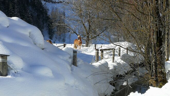 Haflinger in schöner Winterlandschaft