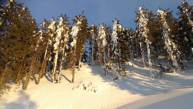 Abendliches Sonnenlicht