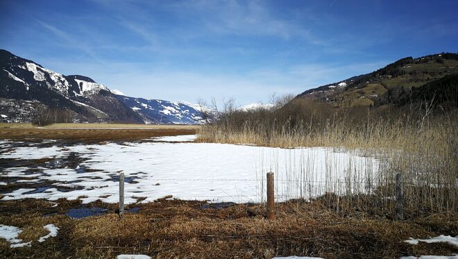 Letzte Schnee Reste am Schilfgürtel 