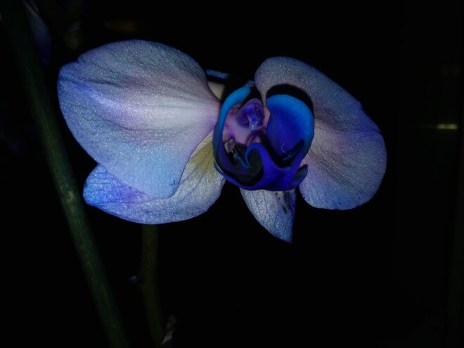 Blaue Orchidee 