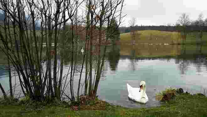 Das Schwanenpaar vom Ritzensee