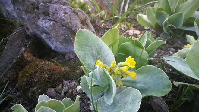 ... noch junge Petergstamm Blüten! 