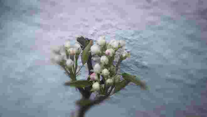 Birnenblüte
