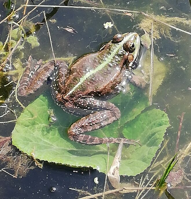 Quaxi ist wieder aktiv 