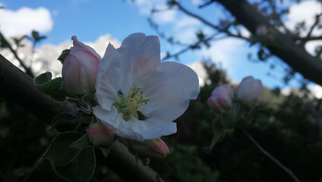 Blüten von einem Grafensteinerapfel
