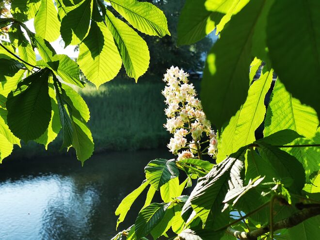 Herrliche Kastanienblüte