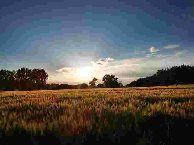 Abendliche Stimmung über dem Kornfeld