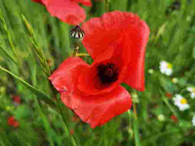 Wunderbarer Mohn