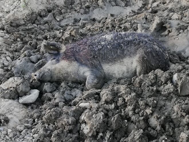 Ich fühl mich sauwohl! 