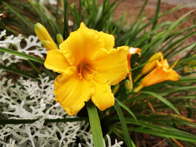 Herrliche Blumenpracht