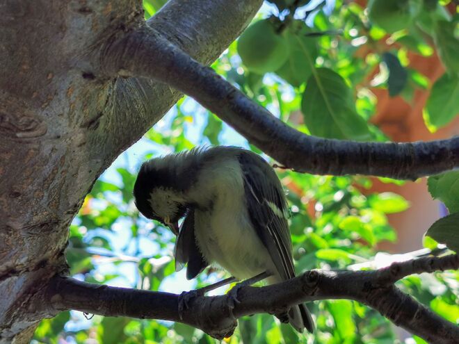 Jungkohlmeise bei der Pflege