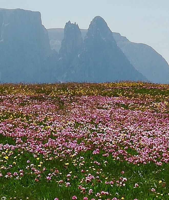 Rosarote Wiesenträume 