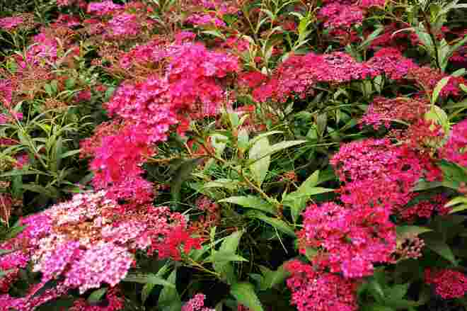 Rote Sommerspirea