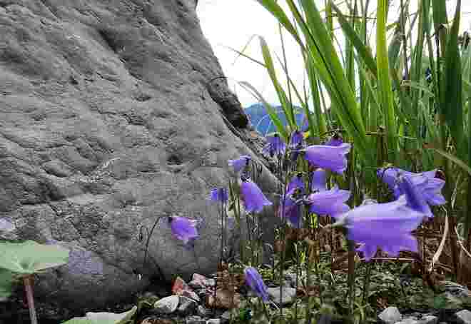 Glockenblumen