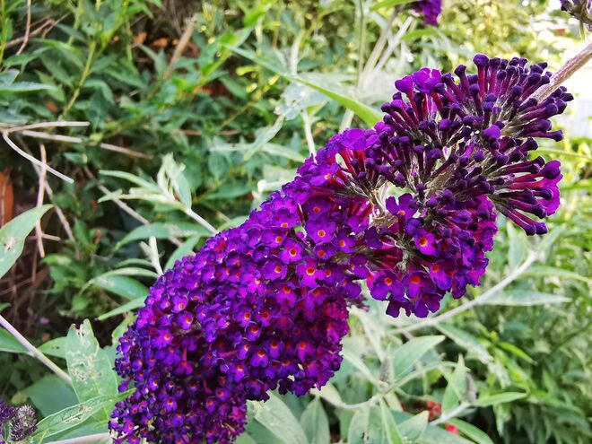 Herrlicher Sommerflieder