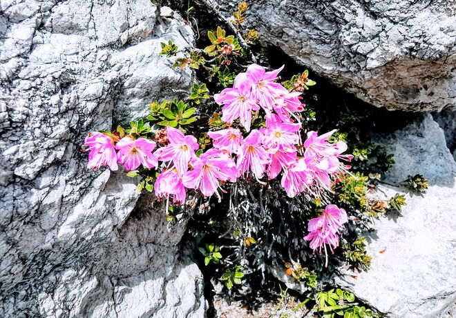 Zwergartiges Rhododendron 