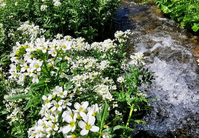 Alpen-Gänsekresse od. Hungerblümchen